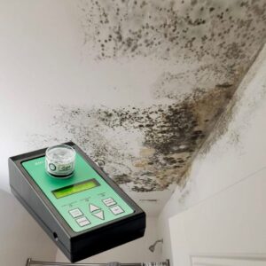 mould inspection